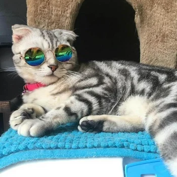  Модные Солнцезащитные очки для кошек, Аксессуары для домашних животных, Летние Собаки, Кошки, Очки для ухода за шерстью, черный, зеленый